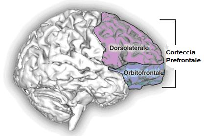 corteccia-prefrontale (1)